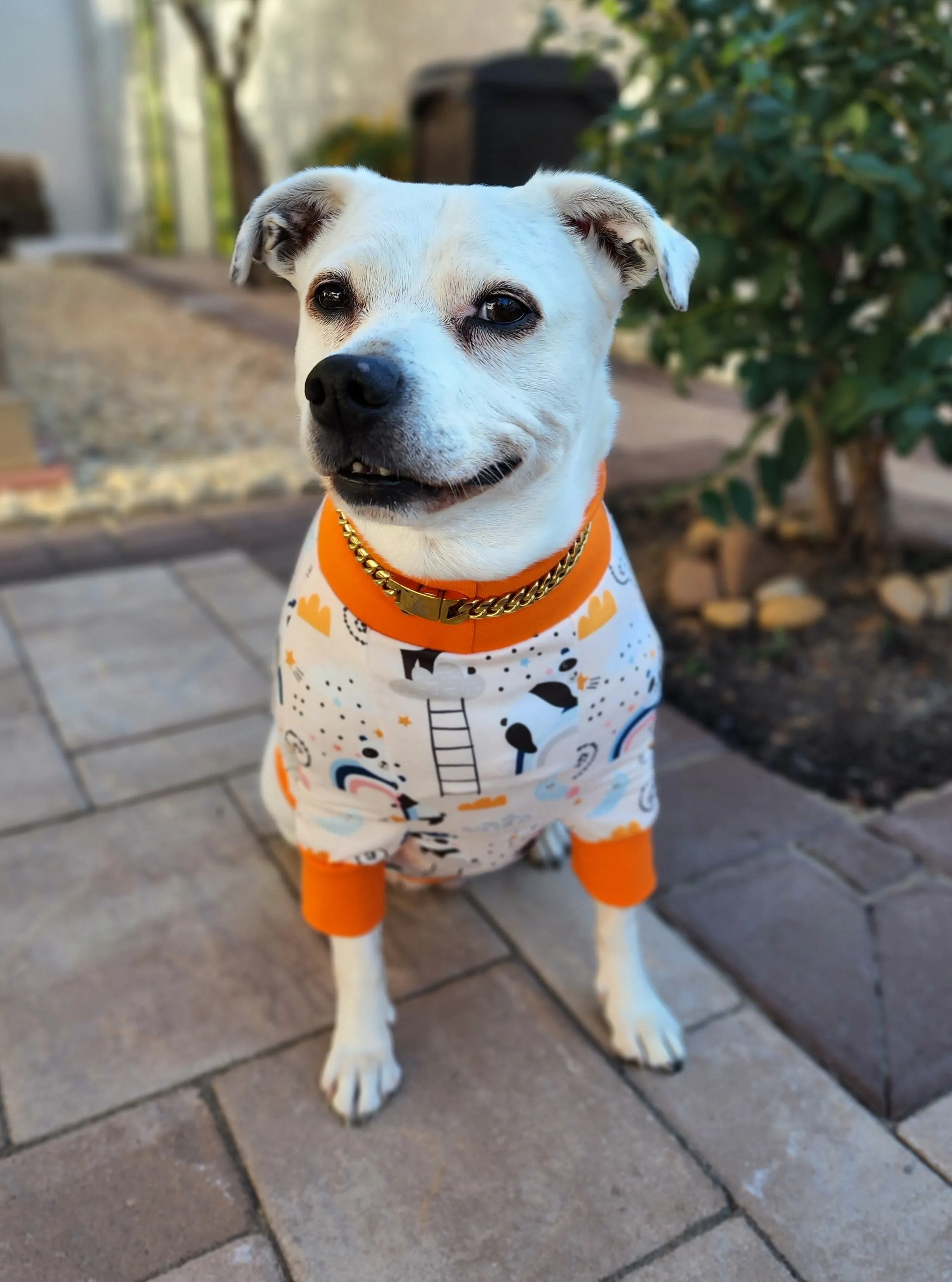 Dreamy Panda Dog Pajamas