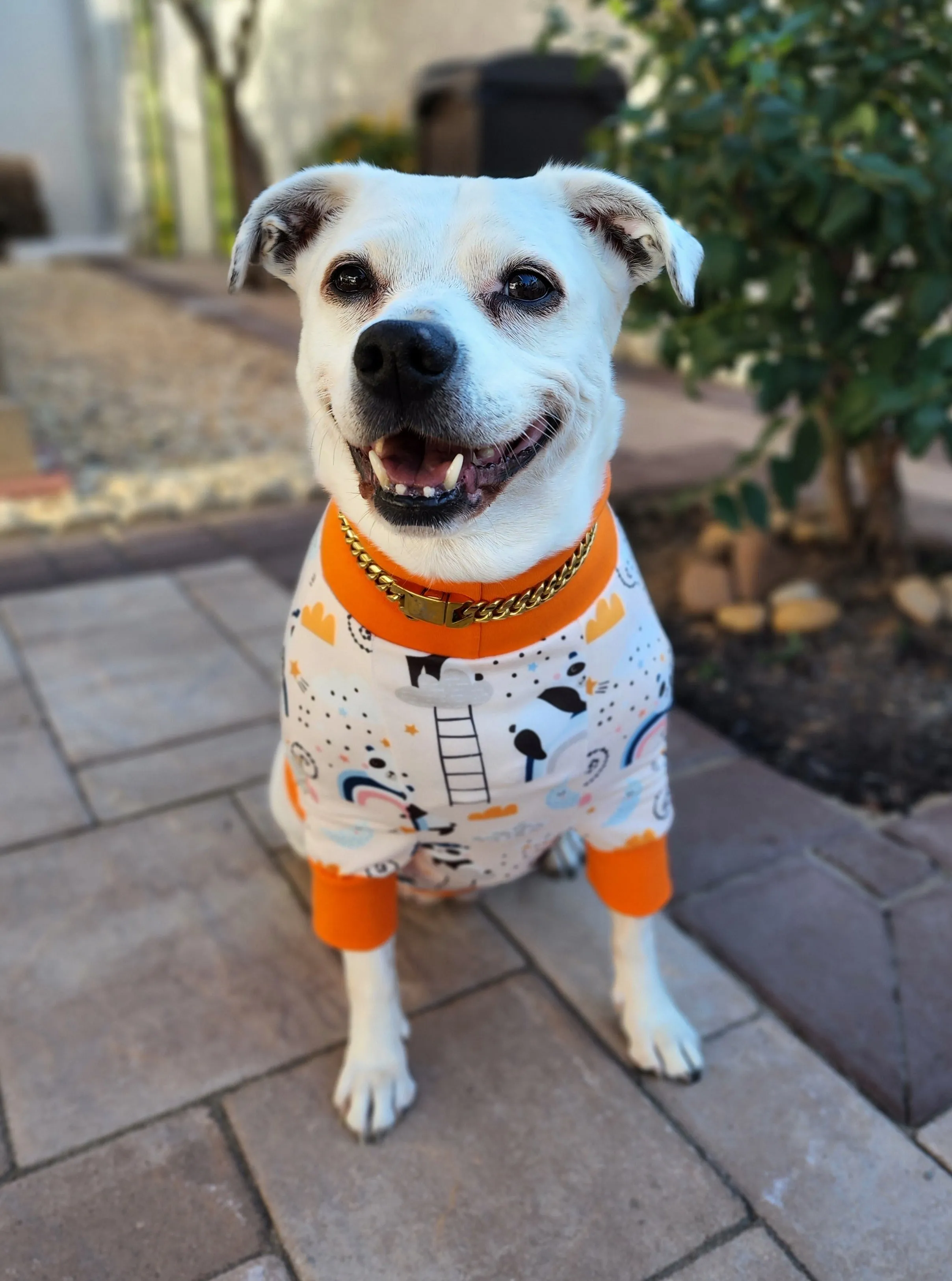 Dreamy Panda Dog Pajamas